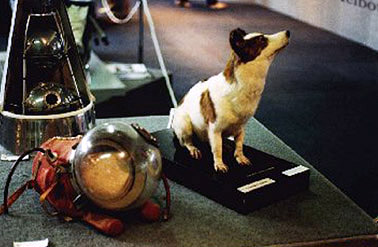 After her death, Strelka was stuffed and sent on a worldwide museum tour